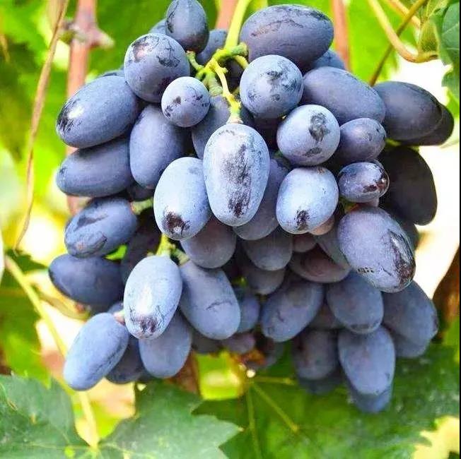 富硒产品指导价格（指导价格富硒产品是什么）-硒宝网