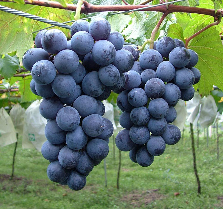 富硒产品指导价格（指导价格富硒产品是什么）-硒宝网