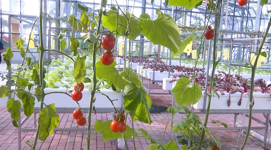 富硒产品预测报告（富硒产品的调查和分析）-硒宝网