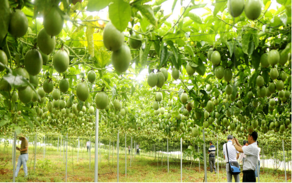 覃塘区富硒农产品(富硒农场产品)-硒宝网