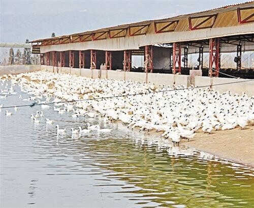 富硒农产品 福建（福建富硒葡萄哪里的最甜）-硒宝网