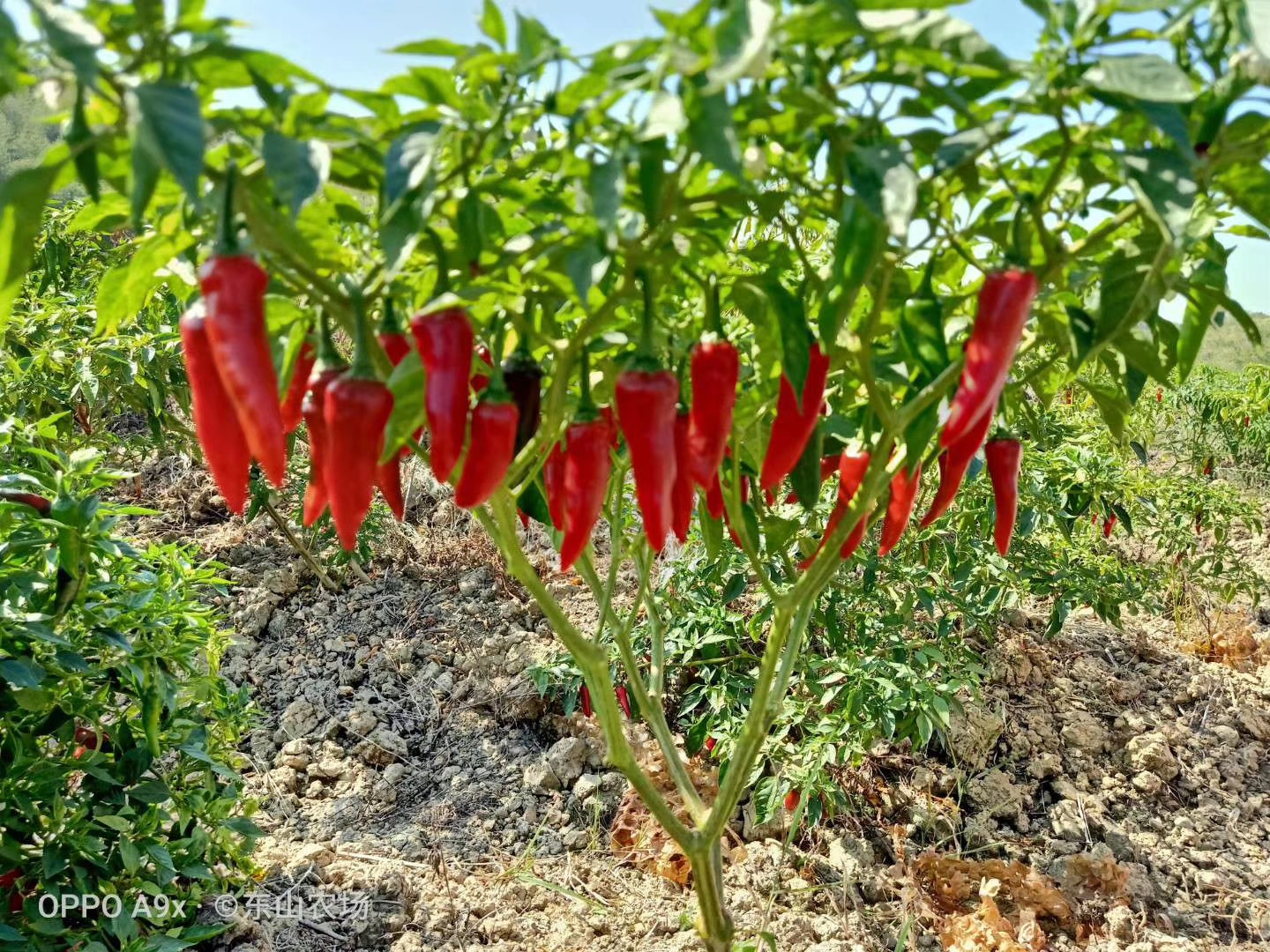 江西富硒产品认证（江西省富硒农产品标准）-硒宝网