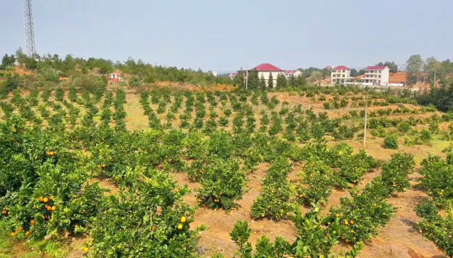 富硒农产品 效益（富硒功能农业）-硒宝网