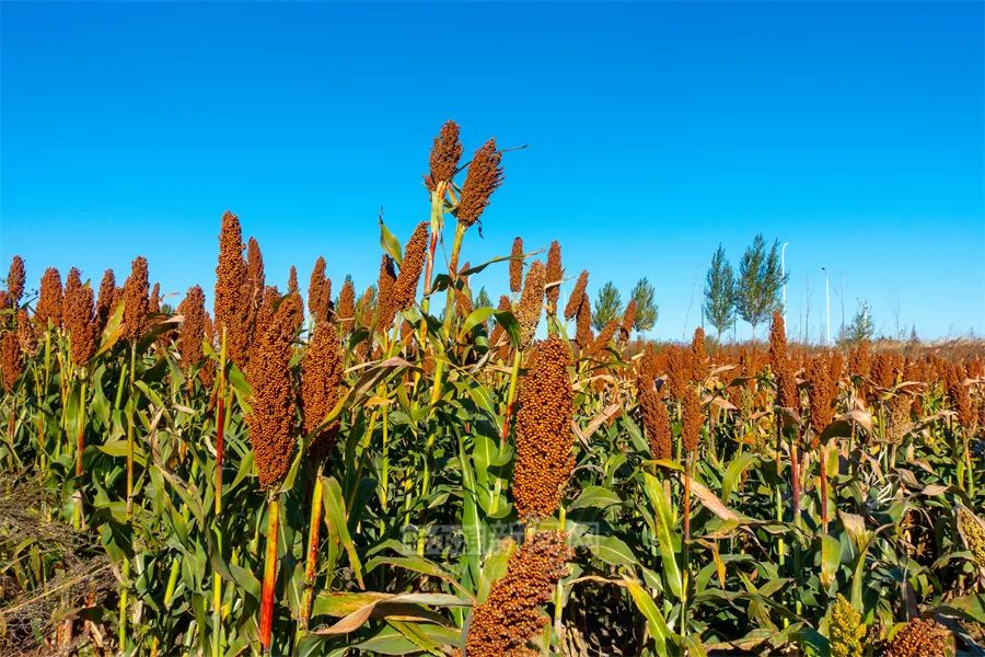 富硒农产品的做法(富硒农产品介绍)-硒宝网