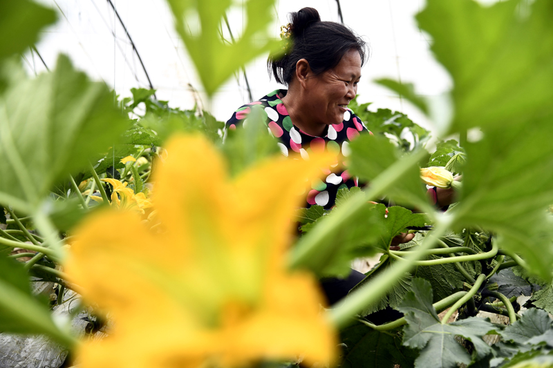鑫飞达富硒农产品(鑫农富硒飞达产品怎么样)-硒宝网