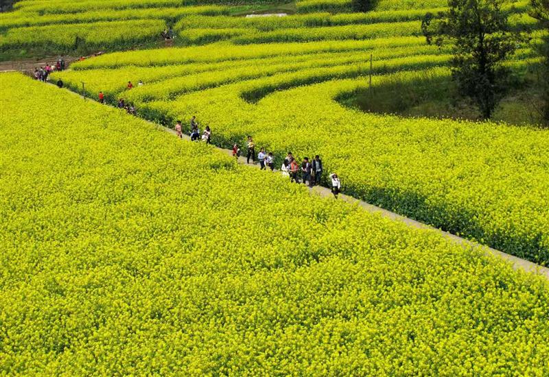 江津富硒农产品店（江津富硒茶叶介绍）-硒宝网