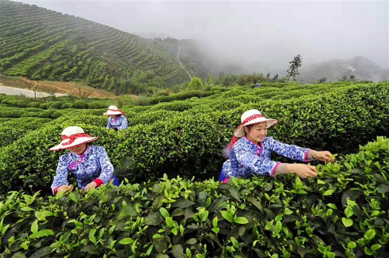 江津富硒农产品店（江津富硒茶叶介绍）-硒宝网