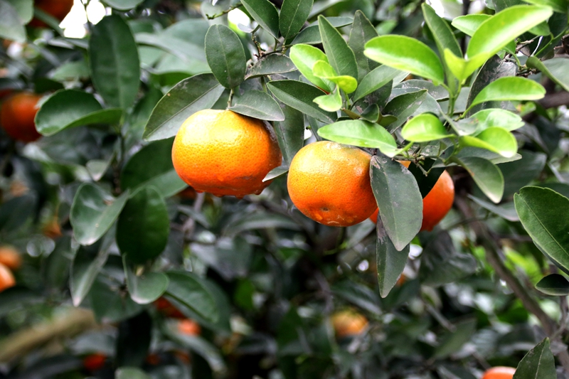 广西溪富硒农产品(溪泉富硒有机米)-硒宝网