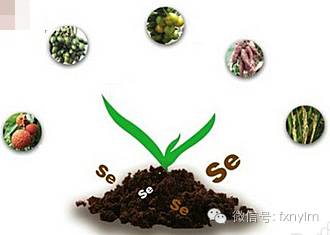 富硒农产品牌建设（富硒农产品销售平台）-硒宝网