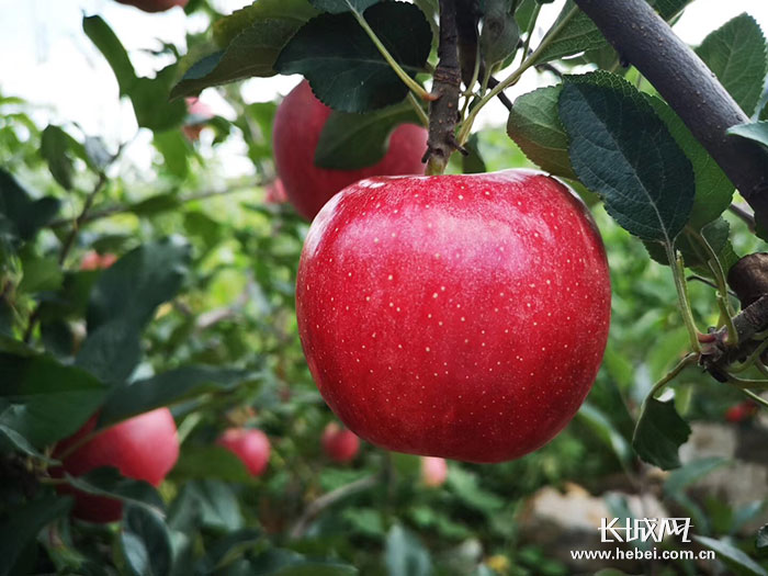 平安市富硒农产品(平安富硒产业园)-硒宝网