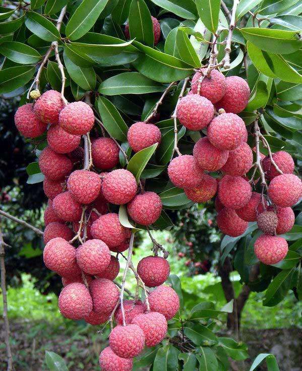 平安市富硒农产品(平安富硒产业园)-硒宝网