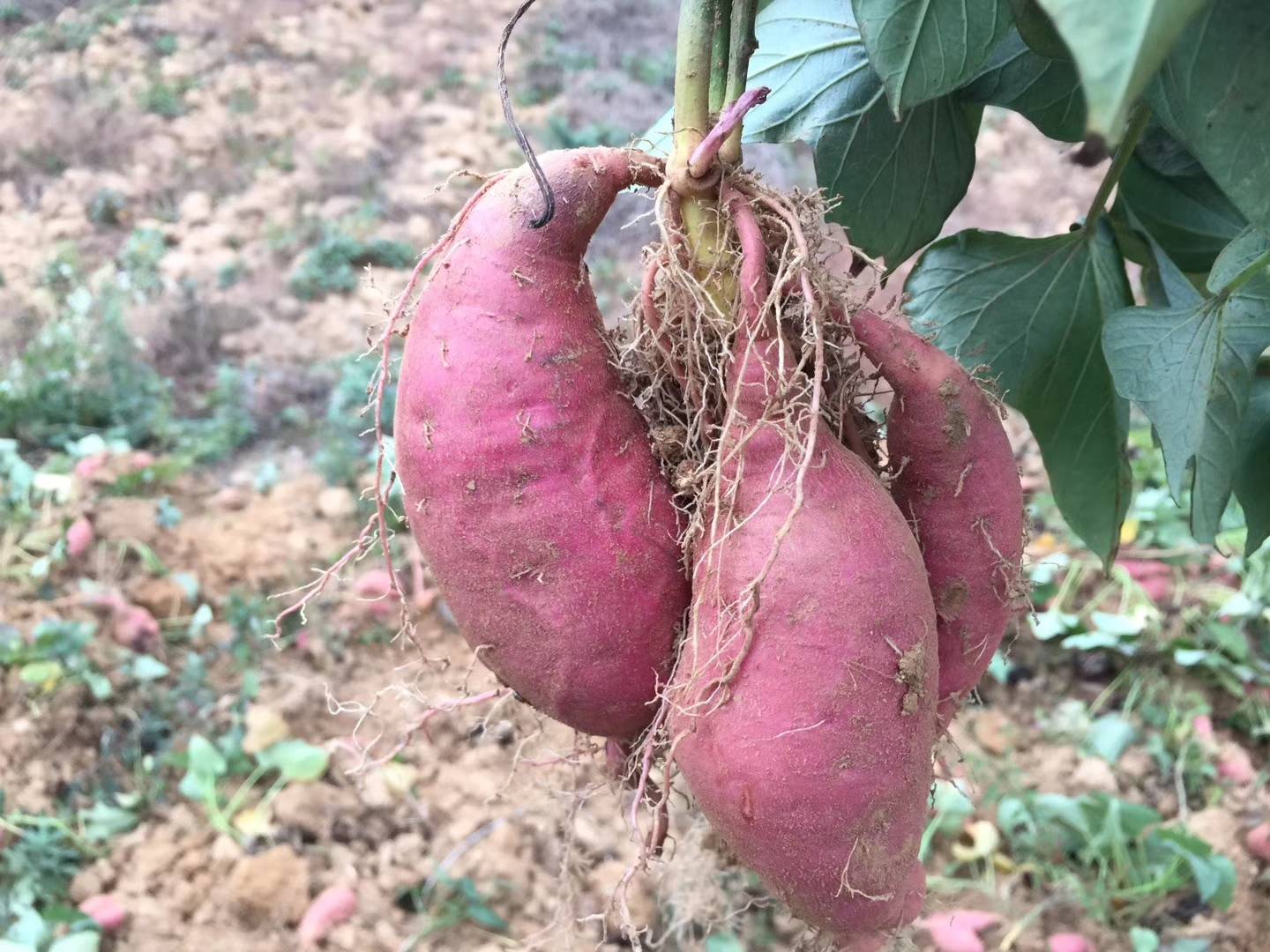 平安市富硒农产品(平安富硒产业园)-硒宝网