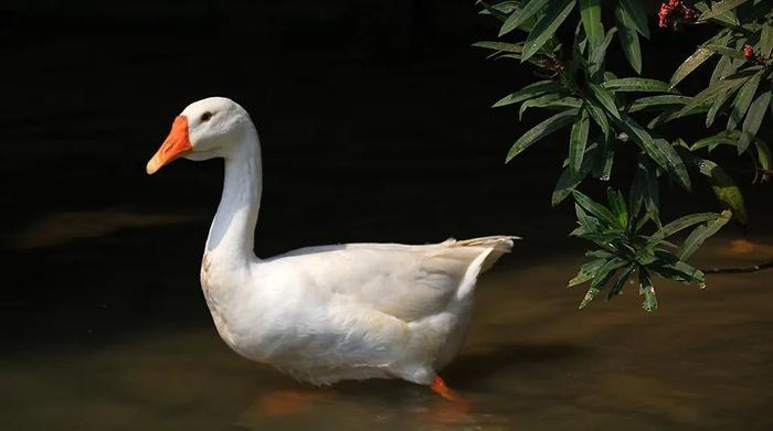 广西溪富硒农产品(广西富硒)-硒宝网