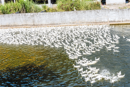 富硒元素的农产品（富含元素硒的农产品）-硒宝网