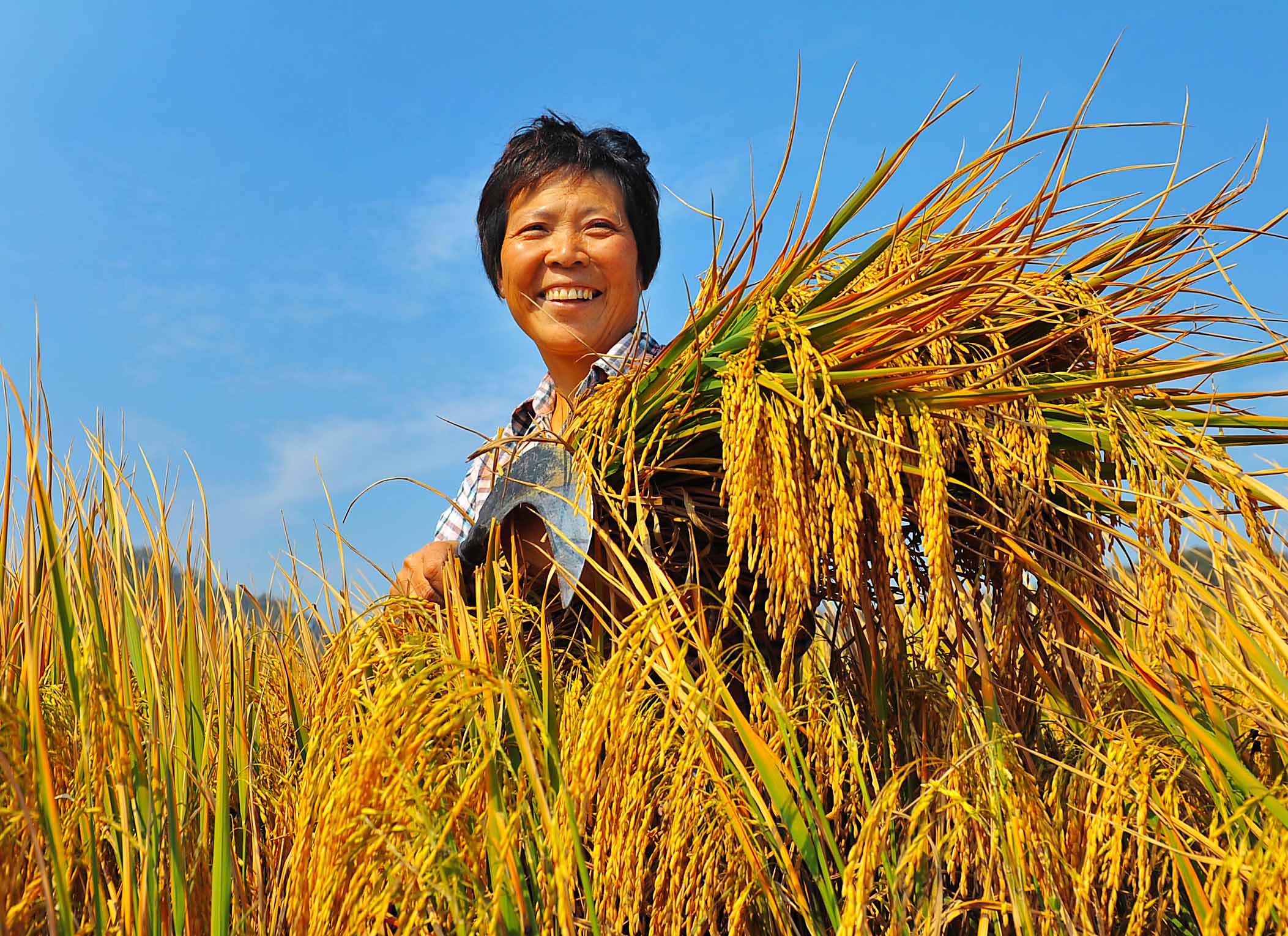 富硒农产品的特点（富硒农作物）-硒宝网