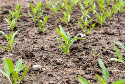 富硒元素的农产品（农业硒元素）-硒宝网