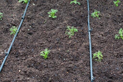 富硒元素的农产品（农业硒元素）-硒宝网