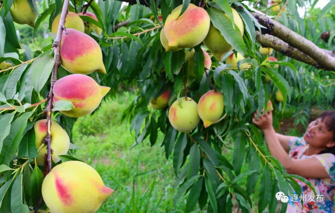 长寿乡富硒农产品(长寿农乡富硒产品价格)-硒宝网