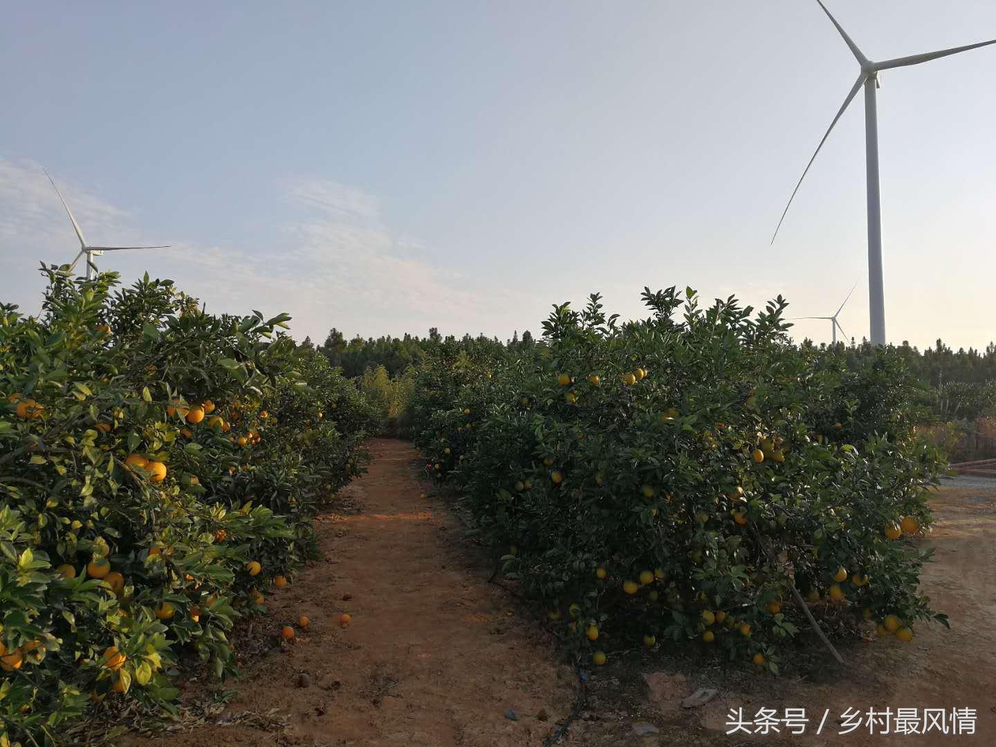 富硒农产品好吃吗(富硒农产品品牌)-硒宝网