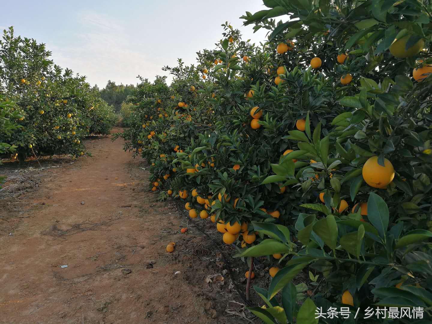 富硒农产品好吃吗(富硒农产品品牌)-硒宝网