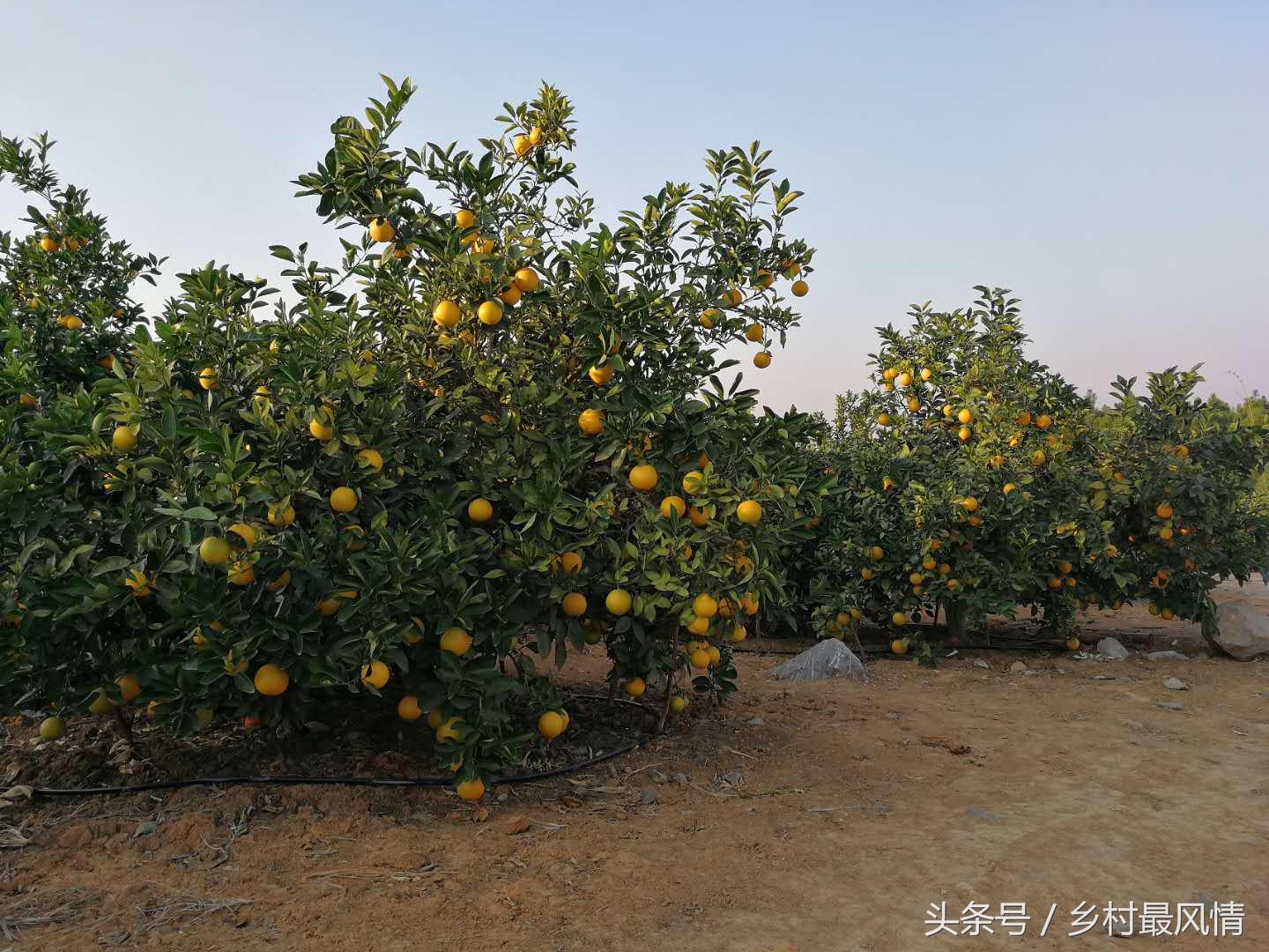 富硒农产品好吃吗(富硒农产品品牌)-硒宝网