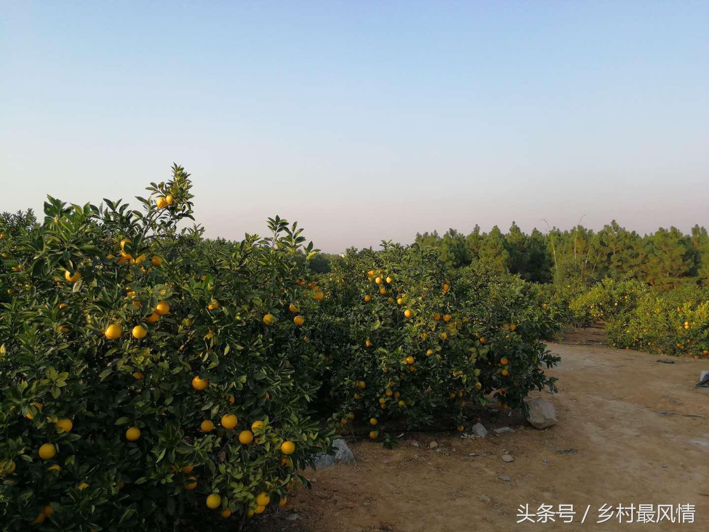 富硒农产品好吃吗(富硒农产品品牌)-硒宝网