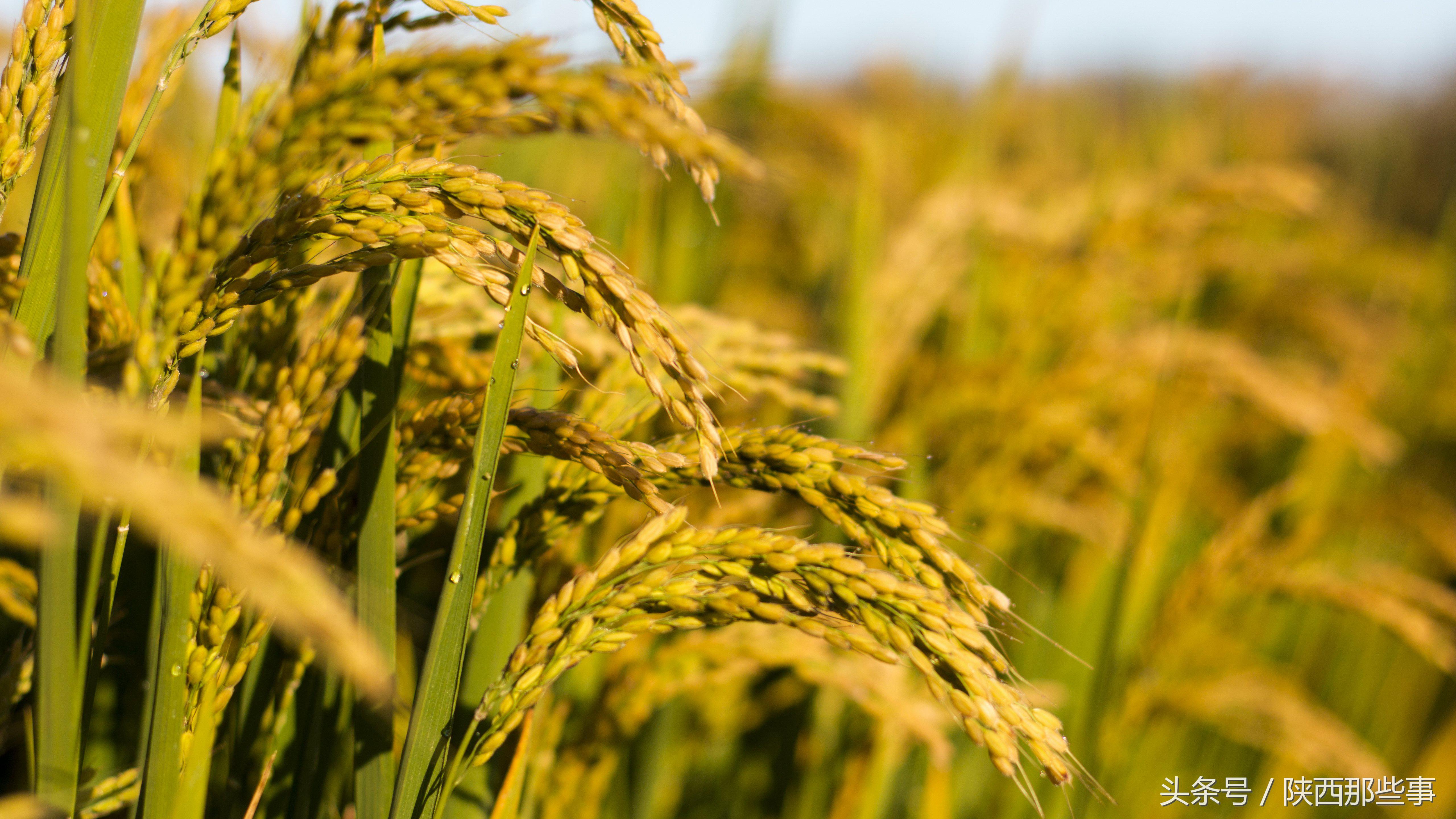 安康富硒农产品节（安康富硒食品有限公司）-硒宝网