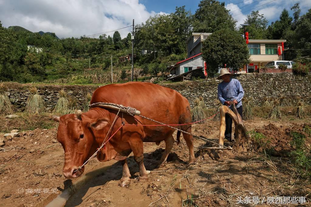 安康富硒农产品节（安康富硒食品有限公司）-硒宝网