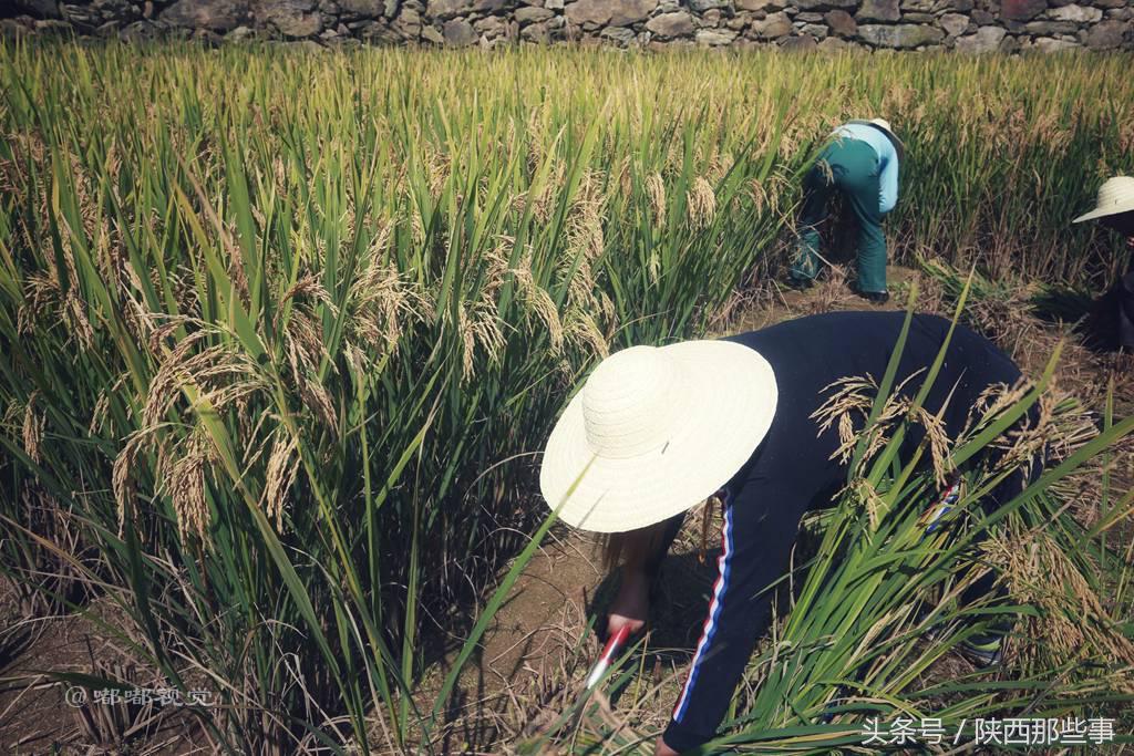 安康富硒农产品节（安康富硒食品有限公司）-硒宝网