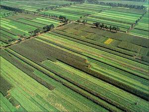 富硒农产品的总结(富硒农产品介绍)-硒宝网