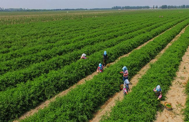 富硒农产品的总结(富硒农产品介绍)-硒宝网