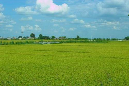 富硒农产品的总结(富硒农产品介绍)-硒宝网