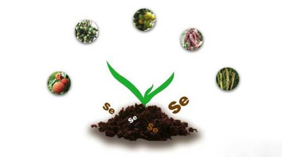 富硒农产品好吃么(富硒农副产品补硒效果很好)-硒宝网