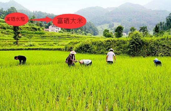 富硒农产品好吃么(富硒农副产品补硒效果很好)-硒宝网