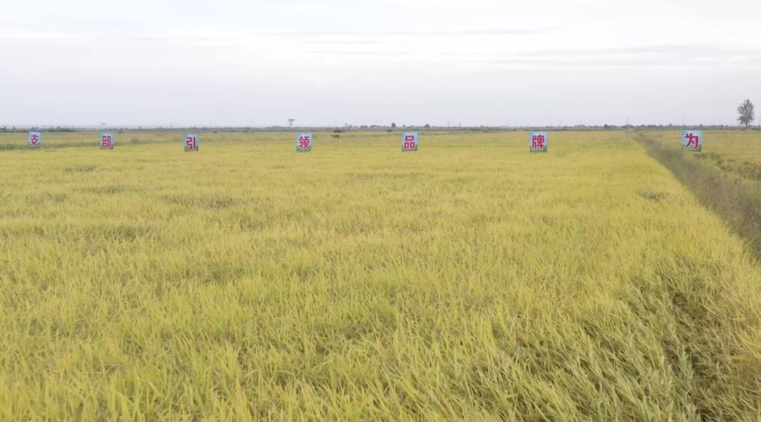 富硒产品行业报告（报告富硒行业产品质量）-硒宝网