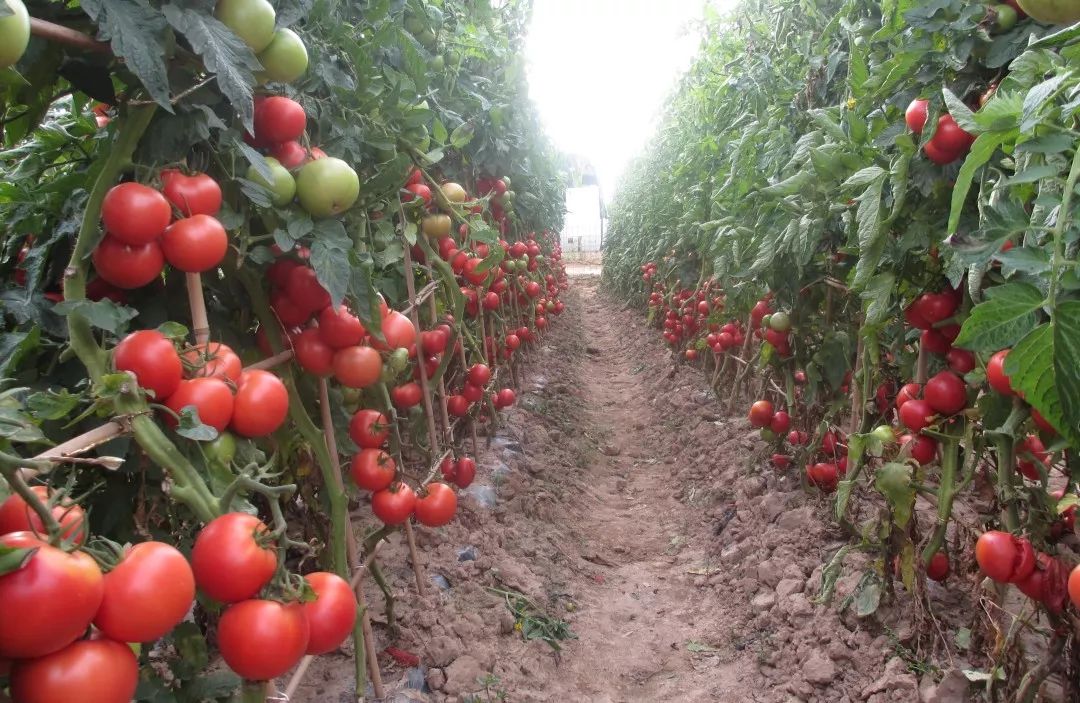 富硒产品行业报告（报告富硒行业产品质量）-硒宝网