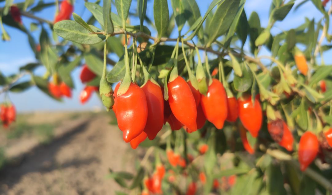 富硒产品行业报告（报告富硒行业产品质量）-硒宝网