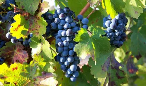 富硒产品行业报告（报告富硒行业产品质量）-硒宝网