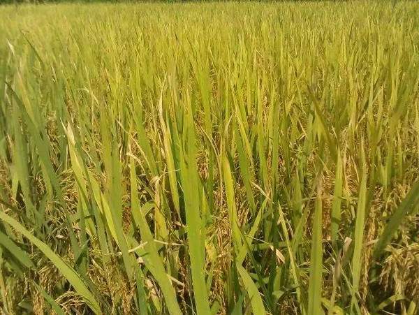 贵港富硒农产品展（广西贵港富硒农产品博览会）-硒宝网