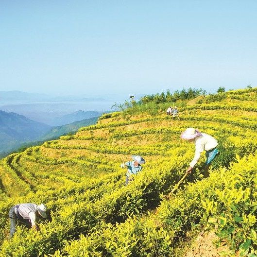 四川富硒产品市场（四川富硒地区）-硒宝网