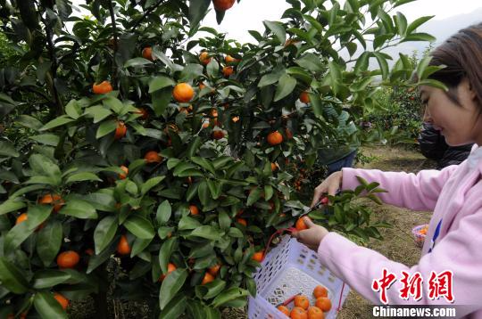 富硒养生农产品坊(富硒养生锅骗局温汤镇)-硒宝网