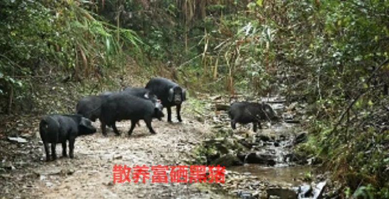 富硒农产品的价值(富硒农作物)-硒宝网