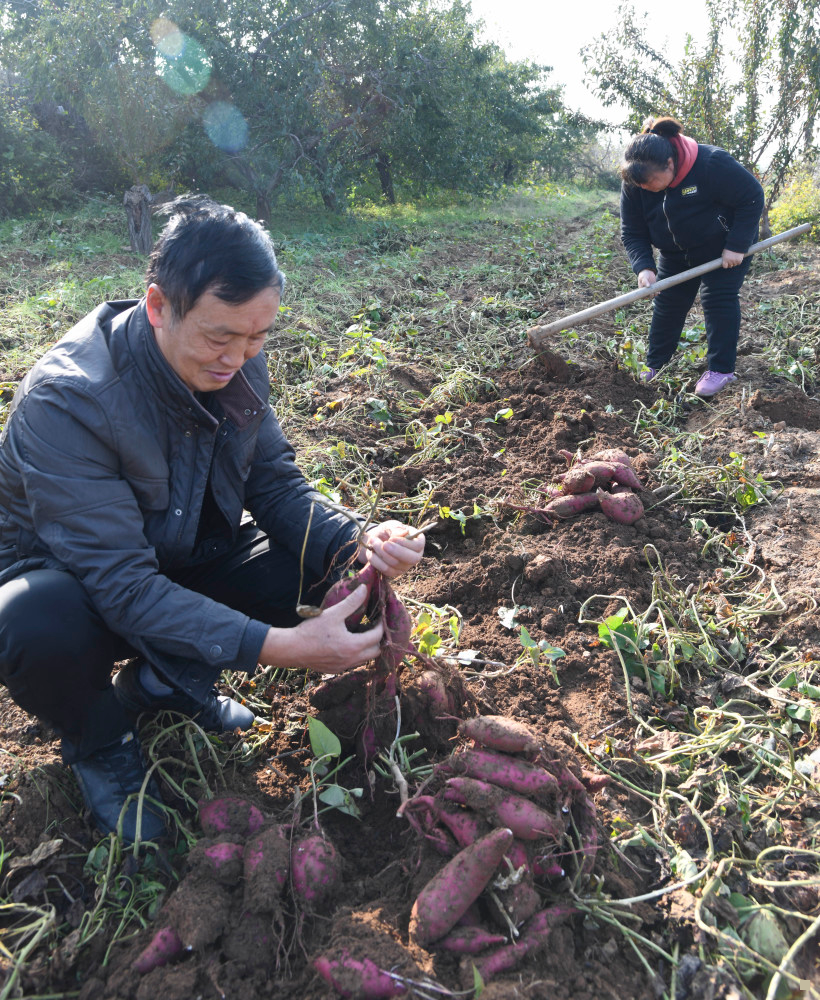 农产品富硒的方法（富硒农产品是怎么种出来的）-硒宝网