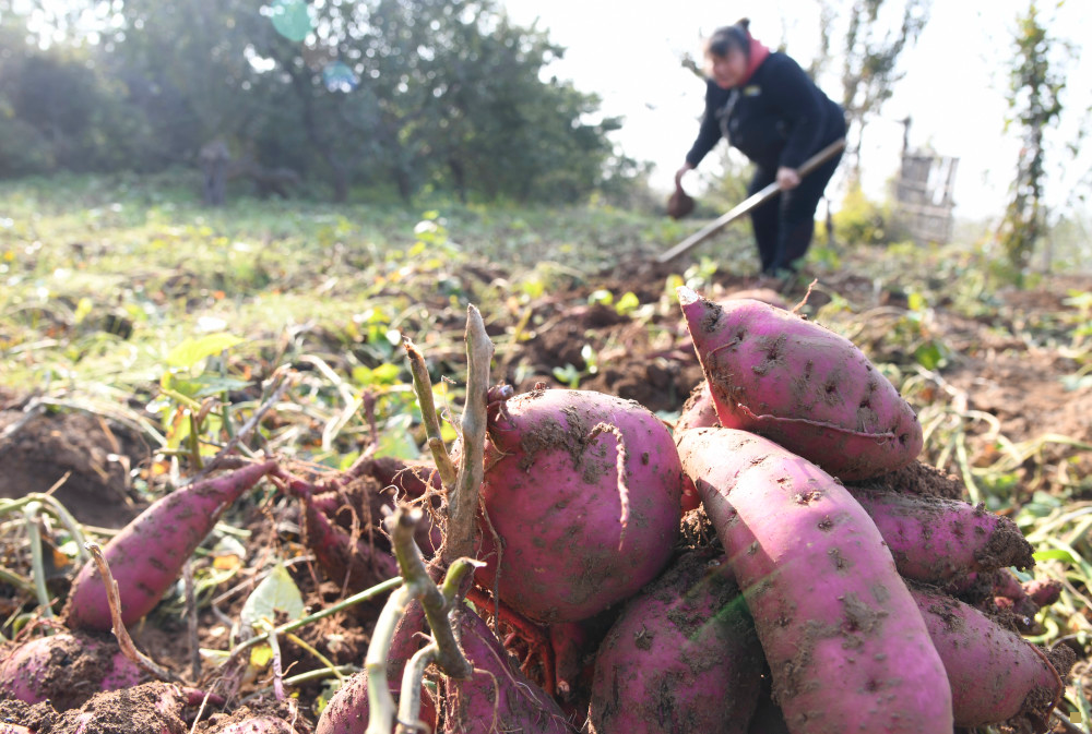 农产品富硒的方法（富硒农产品是怎么种出来的）-硒宝网