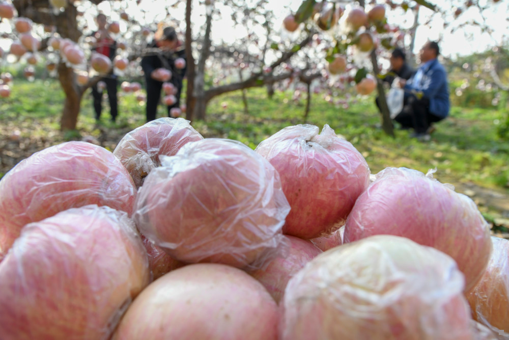 农产品富硒的方法（富硒农产品是怎么种出来的）-硒宝网
