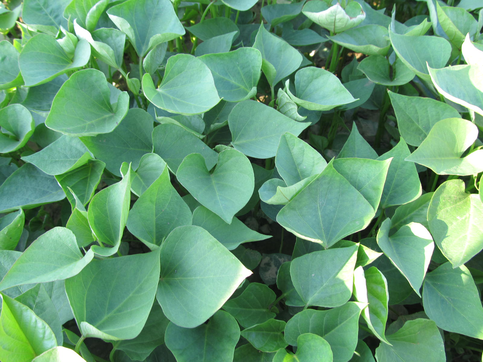 富硒农产品店介绍(富硒农产品销售平台)-硒宝网