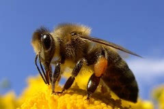 富硒农产品的品牌(富硒农业)-硒宝网