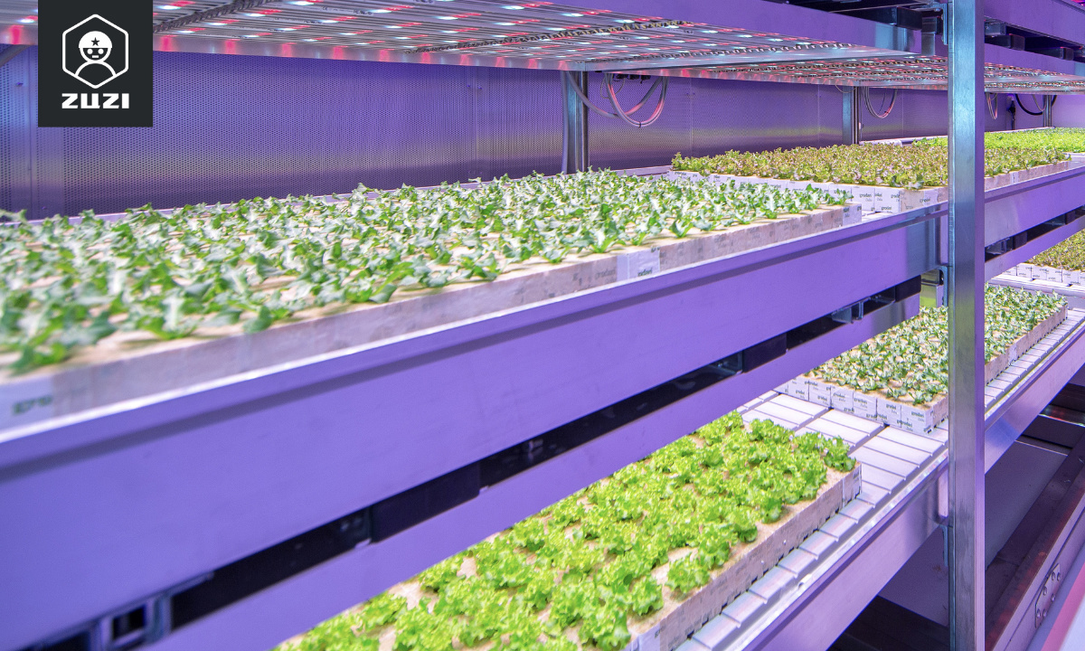 富硒农产品哪些好（农用富硒）-硒宝网