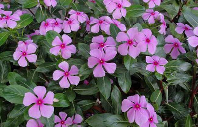 富硒农产品哪些好（农用富硒）-硒宝网