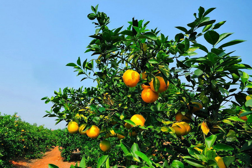 永福县富硒农产品(永福富硒大米)-硒宝网